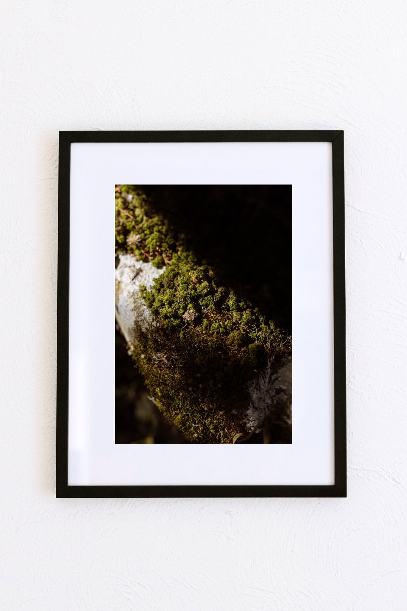 Musgo I