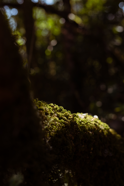 Musgo II