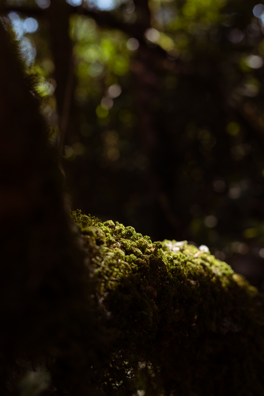 Musgo II