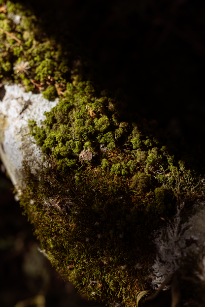 Musgo I
